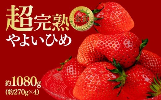 【先行受付：3月以降発送】いちご 鈴木ファームの完熟＆朝摘み やよいひめ レギュラーサイズ 約270g × 4パック 合計 約1080g | いちご イチゴ 苺 やよいひめ 甘い あまい 完熟 果物 フルーツ くだもの 旬 産地直送 栃木県産 鈴木ファーム 栃木県 茂木町