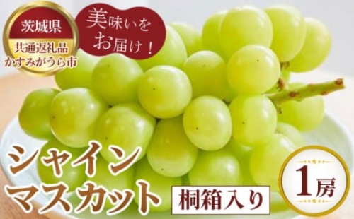 No.592 【先行予約】お中元　シャインマスカット　桐箱入り1房【茨城県共通返礼品 かすみがうら市】 ／ 旬 新鮮 葡萄 ブドウ 果物 フルーツ 茨城県 特産品