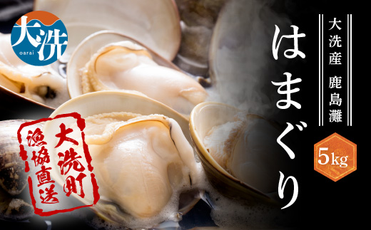 大洗産鹿島灘天然はまぐり 5㎏ 冷蔵 お吸い物 ハマグリ 蛤 貝 砂抜き処理 魚介類 大洗産 天然 はまぐり