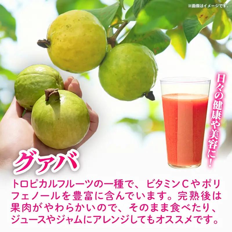 【先行受付】【2026年発送】畑人のグァバ 約2kg - グアバ トロピカルフルーツ ビタミン ポリフェノール 食物繊維 南国フルーツ 沖縄県 産地直送 果物 フルーツ 国産 おすすめ 沖縄県 八重瀬