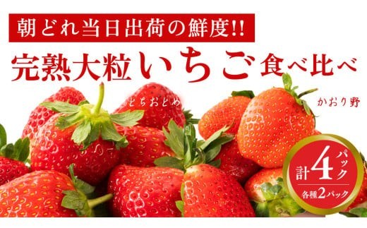 いちご とちおとめ かおり野 セット 約 260g × 4パック 先行予約 【2027年1月より発送開始】 苺 イチゴ いちご いちご食べ比べ 果物 食べ比べ トチオトメ かおりの フルーツ くだもの デザート 野菜 完熟 朝採れ 新鮮 国産 茨城県 筑西市 関東