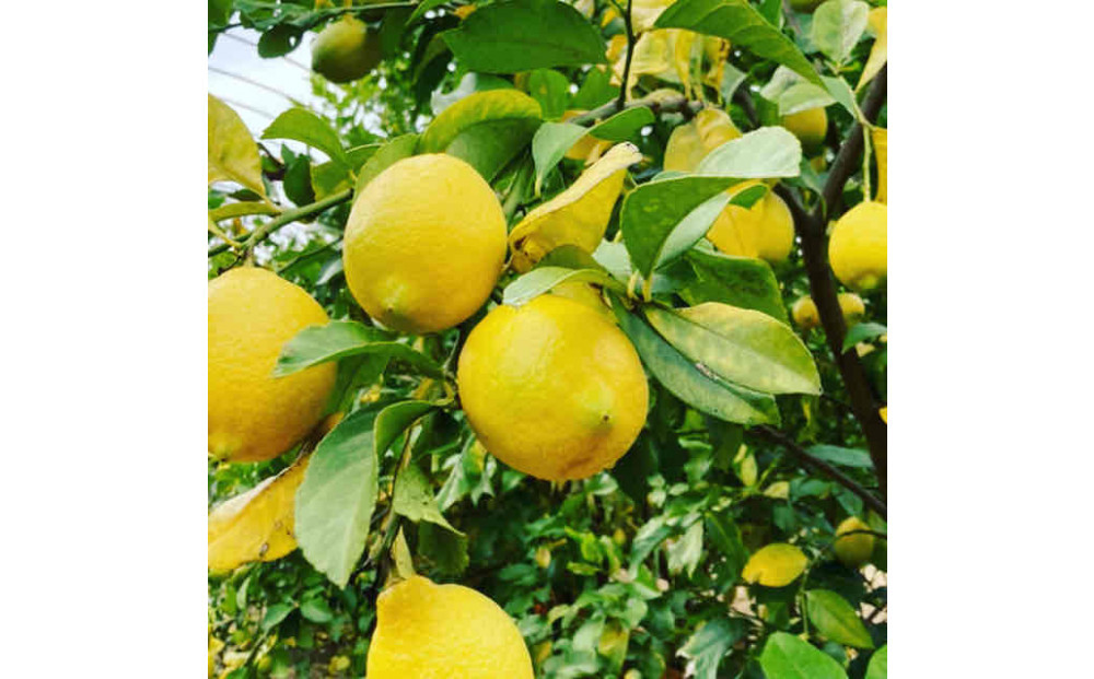 知多コーラ　3本セット クラフトコーラ 愛知県　大府市