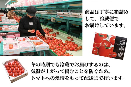 【先行予約】 定期便全3回 トマト 1kg×3ヶ月 3kg 冷蔵 国産 糖度10度以上 珊瑚樹トマト ※2025年3月下旬より発送 (大人気トマト 人気トマト 絶品トマト 至高トマト 国産トマト 定期