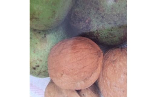 美味しいクルミを育ててみませんか? 菓子クルミの苗 (庭木・果樹)