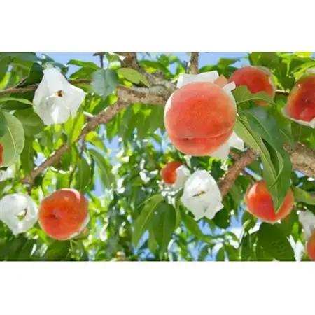 【2026年発送】フルーツ王国　長野県産　北信州　桃　なつっこ　約8kg(20～27玉)【配送不可地域：離島】【1530564】