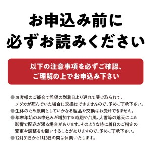 138-4　舞めだか生産 特選 『久遠七星』オス・メス 1ペア