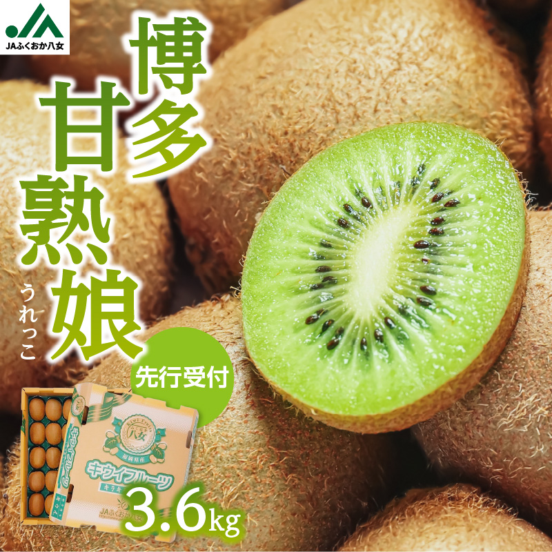 【先行予約】【2026年12月発送開始】博多甘熟娘（うれっこ）キウイ3.6kg｜ＪＡふくおか八女 キウイフルーツ 福岡 高糖度 先行予約 グリーンキウイ ヘイワード種