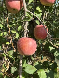 信州産　サンふじ約3kg (9～12玉) | ふるさと納税 果物 くだもの フルーツ サンふじ リンゴ りんご 林檎 信州産 長野県 松本市