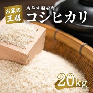 Y494 鳥取県産  コシヒカリ 令和7年産 精米済 20kg（5kg×4袋）