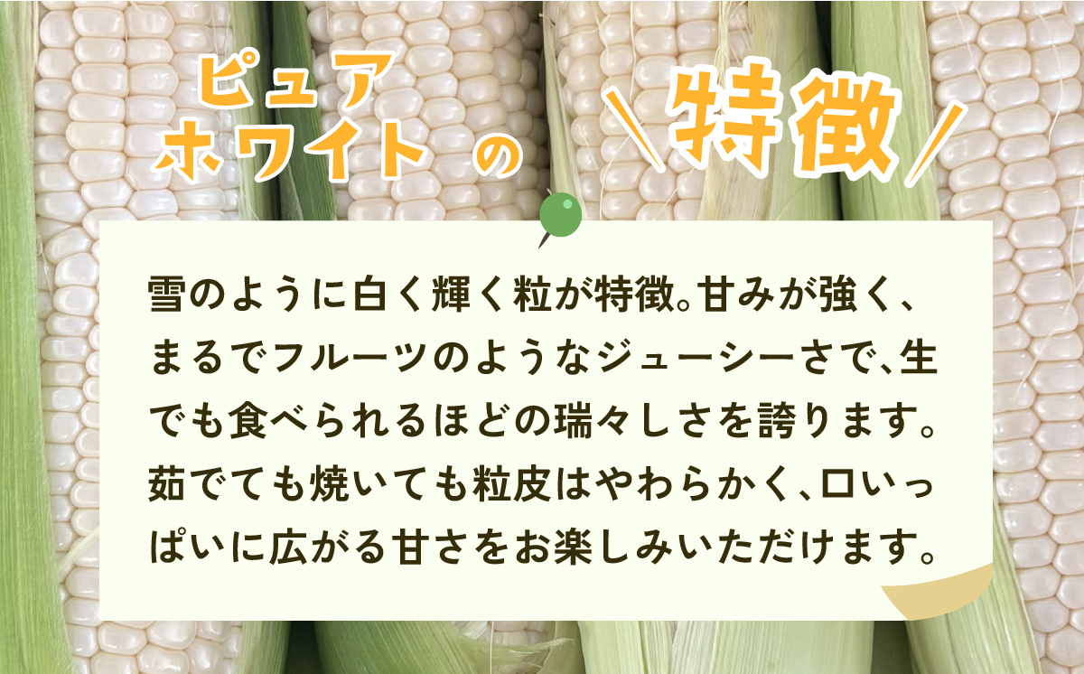 【先行予約】【訳あり】下妻産朝採りとうもろこし（ピュアホワイト）約6kg【2026年6月下旬～7月下旬ころ順次発送予定】【 とうもろこし とうきび トウモロコシ 甘い スイーツ デザート ピュアホワイ