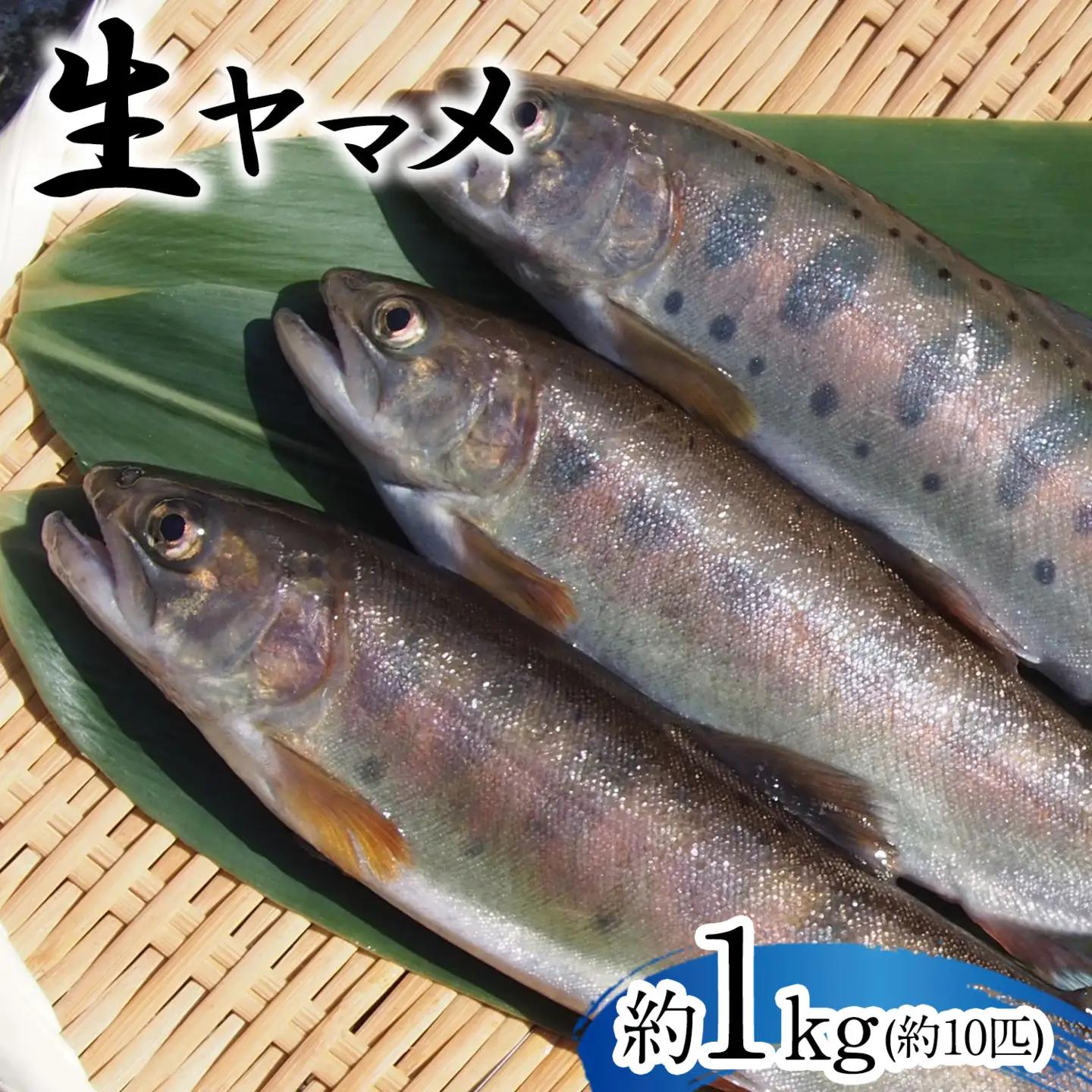 ヤマメ 1kg 山江村 ヤマメ生産組合 
