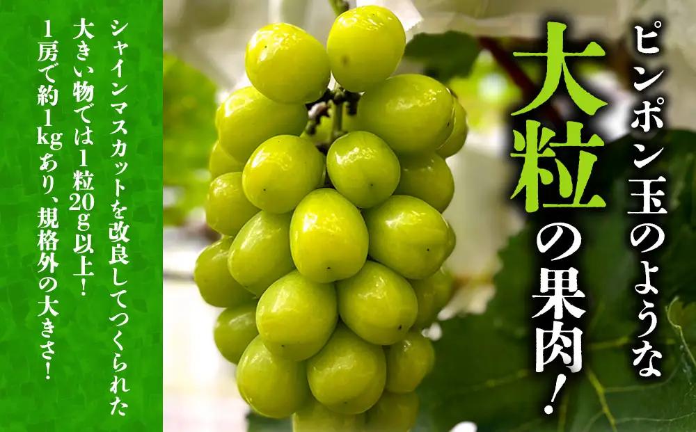【10月上旬以降順次発送】雄宝 1房 約700g～約800g 希少品種 白ぶどう ぶどう 葡萄 希少 果物 高糖度 くだもの フルーツ 秋 秋の味覚 新鮮 期間限定 皮ごと 大粒 ブドウ お取り寄せ 