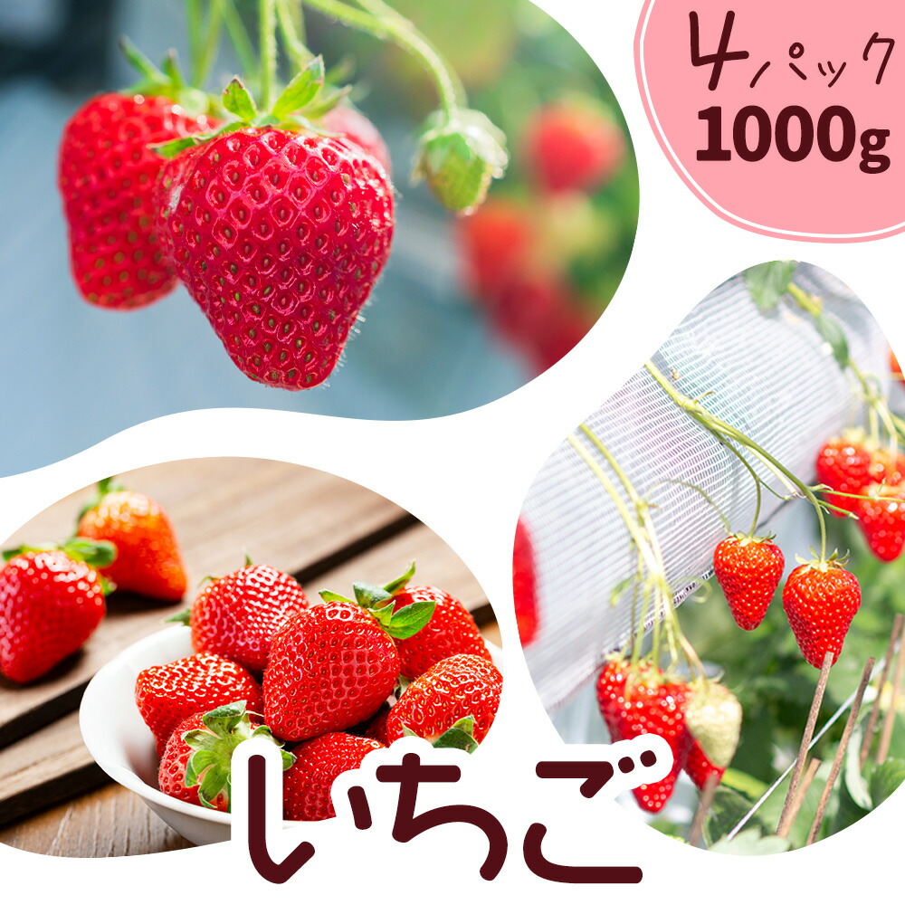 いちご 七楽の郷 4パック 1000g 旬の品種《3月上旬-5月中旬頃出荷》ゆうべに 紅ほっぺ あまえくぼ エンジェルエイト さがほのか スターナイト ひのしずく ほしうらら 章姫 白蜜香 恋みのり 熊本県 菊池市 熊本県産