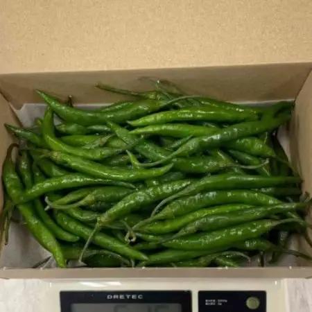 【冷凍】北川村の青唐辛子500g(2026年産)【配送不可地域：離島】【1776146】