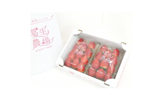 ＜春いちご＞栃木のいちご食べ比べ!「2品種組み合わせ!」セット(260g×2パック)【1663315】