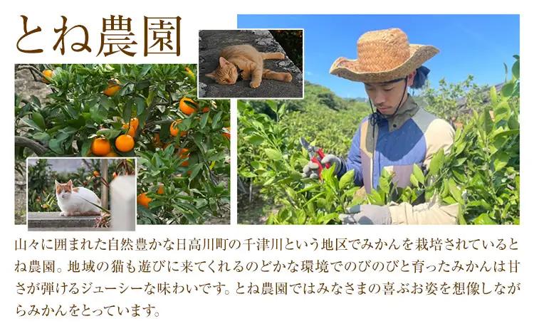 みかん ご家庭用 温州みかん 約5kg