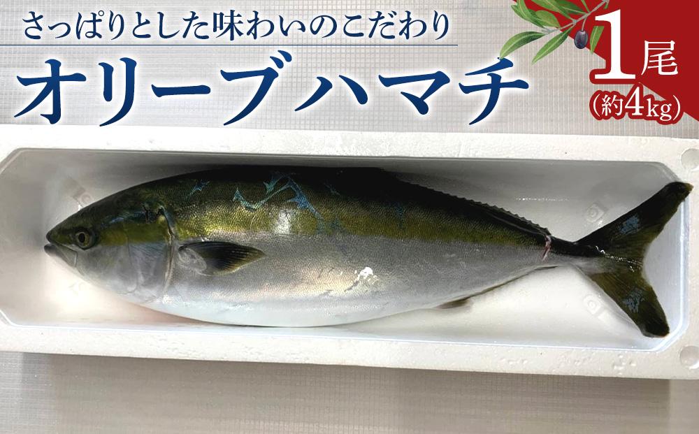 オリーブハマチ1尾 約4kg 372013_EG001