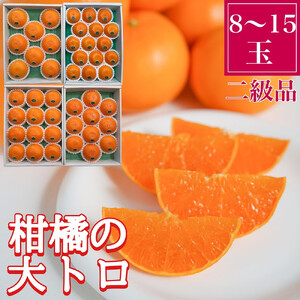 ちょっと 傷あり 柑橘の大トロ ハウス せとか 8 ～ 15玉入 化粧箱 南泰園