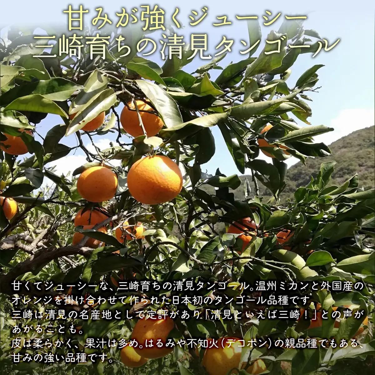 【栽培期間中農薬不使用】【先行受付】【数量限定】農園直送！愛媛県産 きよみ 10kg （2027年3月上旬頃より順次発送） IKTG022