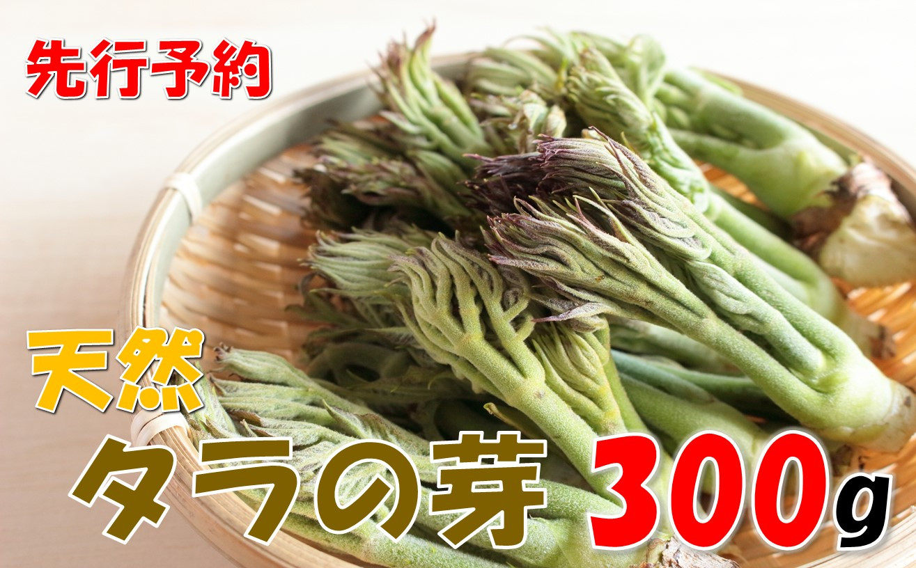 
            【先行予約・数量限定】天然タラの芽　300g
          