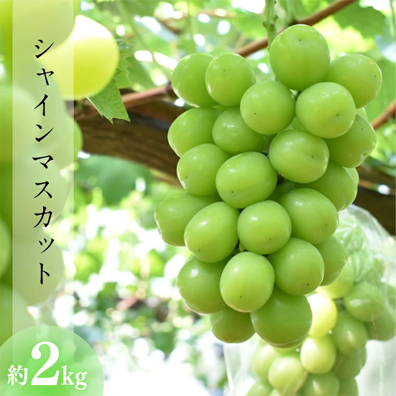 【先行受付】 シャインマスカット 約2kg【3～4房 期間 限定 先行 予約 ぶどう 厳選 2025年発送 皮ごと 甘い 緑 みどり 種なし 大きい 島根県 安来市】