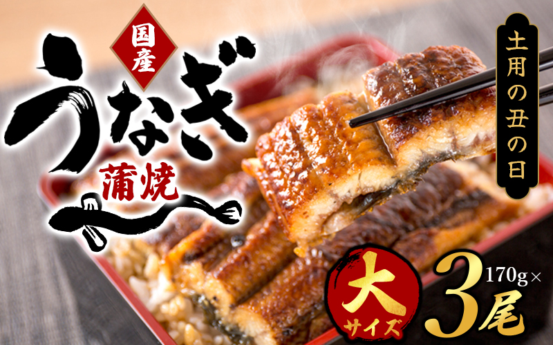 【土用の丑の日までにお届け！】【大型サイズ】国産 大型サイズ ふっくら柔らか 国産うなぎ蒲焼き 3尾 化粧箱入 先行予約 国産 うなぎ ウナギ 鰻 蒲焼 土用の丑の日 丑の日 【uot303-dy】