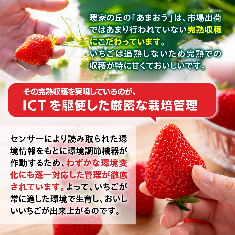 暖家のいちご 完熟あまおう 275g×4パック　AB003