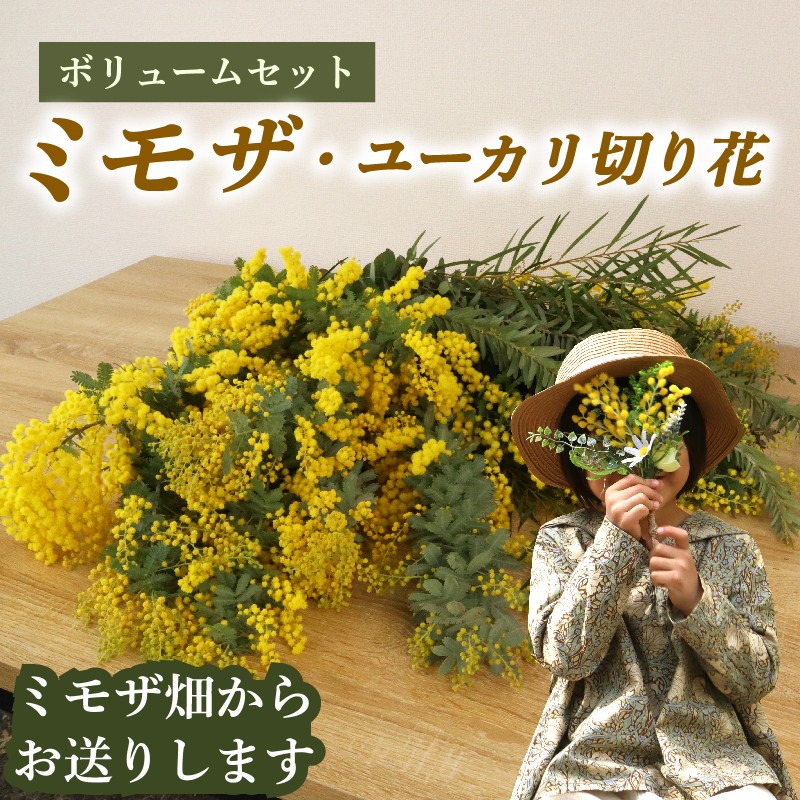 
                  【インテリア】ミモザ ・ ユーカリ 切り花 ボリューム セット  牧之原市産 花 ギフト プレゼント 贈り物 お祝い お花 緑王園芸 ミモザ ユーカリ 花束 ふるさと納税 人気 おすすめ ドライフラワー インテリア 雑貨 母の日 静岡県 牧之原市
                