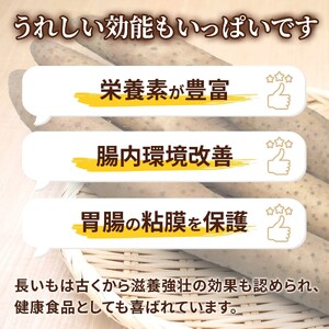 【先行予約 2026年収穫分】長いも（ネバリスター）5kg （1箱）/ 長いも