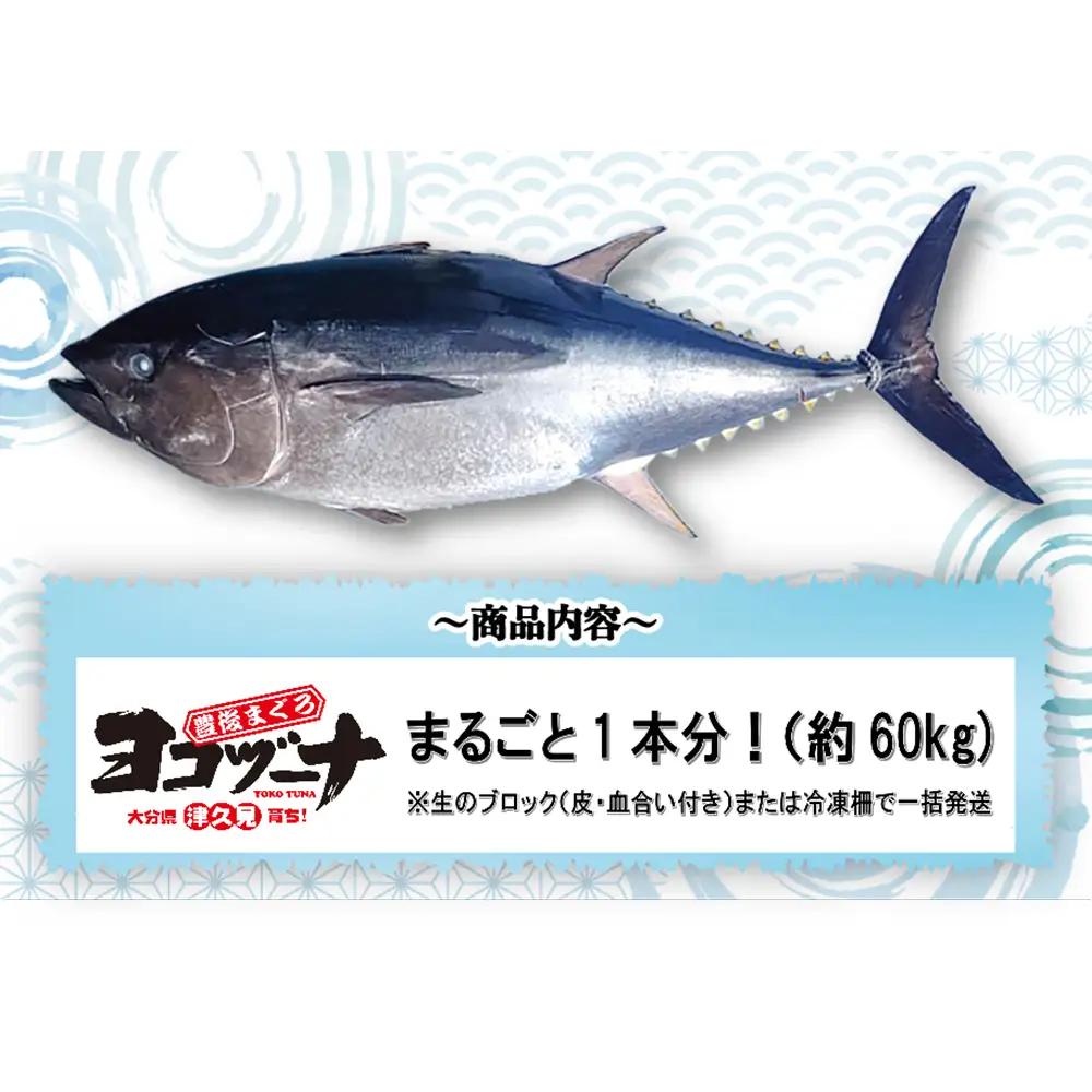 まぐろ 豊後マグロ ヨコヅーナ 1本分セット