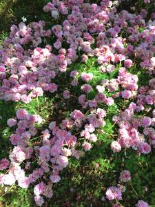 兼六園菊桜　手描加賀友禅染　反物　【濃い桜色】