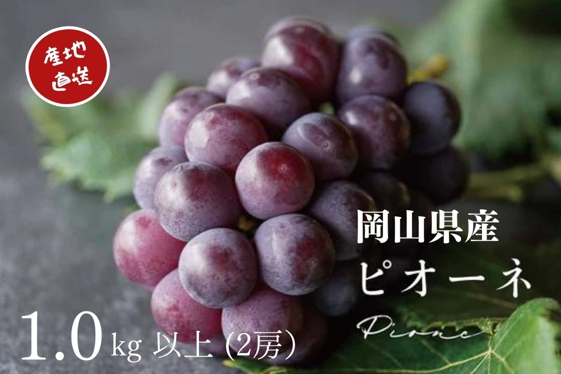 【ふるさと納税】厳選 ニューピオーネ 2房 合計1.0kg以上 産地直送 朝採れ ぶどう ブドウ 葡萄 フルーツ くだもの 果物 果物 Kawahara Green Farm 岡山県産 2026年 完熟 冷蔵 岡山県産 国産 岡山県 倉敷市 送料無料
