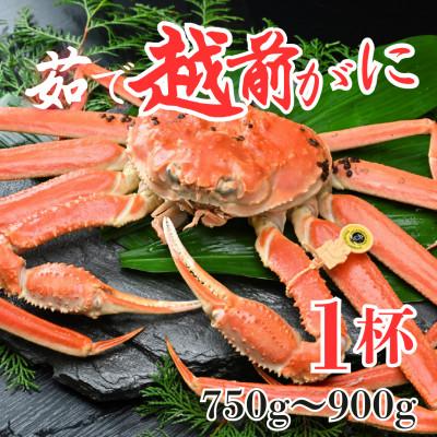 ふるさと納税 あわら市 【先行予約】【1月発送限定】茹で越前がに 1杯 750g〜900g