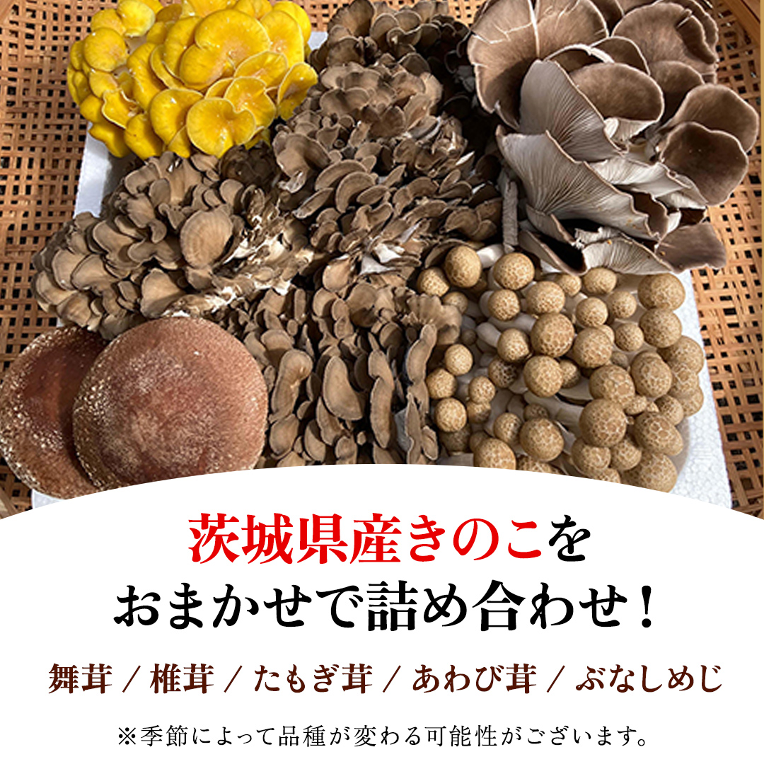 きのこの詰め合わせSサイズ(1000g) (AU004)