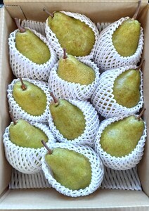 西洋梨（シルバーベル）５ｋｇ　８～１０玉　ご家庭用　0042-2509