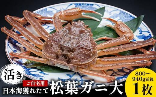 113.【活き】訳あり ご自宅用 日本海獲れたて 松葉ガニ 大 800～940g前後 1枚 ※2025年11月上旬～2026年3月上旬頃に順次発送予定【家庭用 松葉ガニ 松葉蟹 蟹 かに 甲殻類 ズワイガニ 鳥取県 北栄町 おすすめ 人気 送料無料】