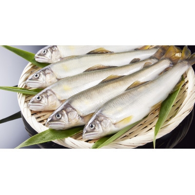 
                  冷凍子持鮎　約2kg＜約1kg(10～13尾)×2P＞【1746018】
                