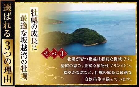 【2024年1月中旬～2024年4月下旬】牡蠣 生食 坂越かき 殻付き 80個(牡蠣ナイフ・軍手付き)サムライオイスター 生牡蠣 冬牡蠣