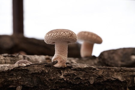 Y-1302 カルシの森の特選 原木椎茸(生･乾)詰め合わせセット