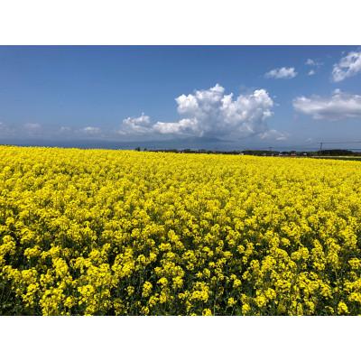 ふるさと納税 横浜町 【青森県横浜町産】自家採取　国産菜の花結晶はちみつ420g (新蜜)　非加熱蜂蜜 |  | 01