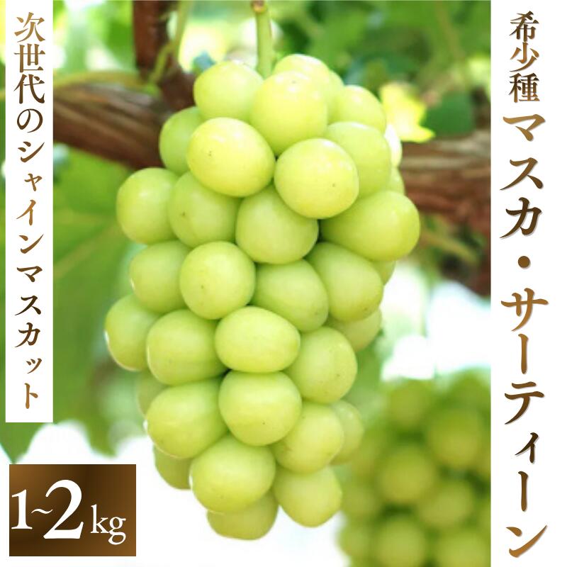 【ふるさと納税】 【2026年先行予約】 マスカサーティーン【シャイン一族の希少品種】 1kg 1.5kg 2kg 高級 シャインマスカット よしだ葡萄園 朝どれ直送【10月上旬～10月下旬頃に順次発送】/ ぶどう シャインマスカット 果物フルーツ 贈答品 贈り物 岡山県 真庭市