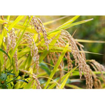 ふるさと納税 九重町 さとうファームの有機栽培米(玄米5kg) |  | 01