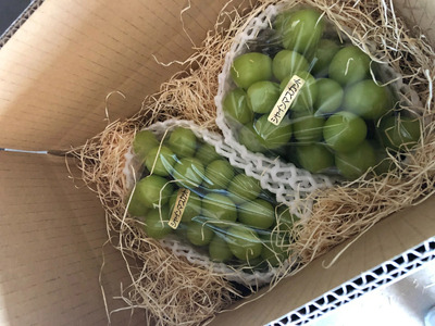 【2026年発送★先行予約】シャインマスカット2号箱　約1.2kg（2～3房入） 214-001-26y