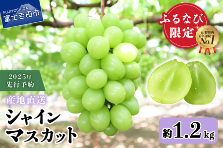 【ふるなび限定】【2025年先行予約】高級 山梨県産 シャインマスカット 2房 （約1.2kg）  FN-Limited 果物 フルーツ 旬 シャイン ぶどう 大粒 山梨 富士吉田