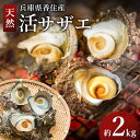 【ふるさと納税】天然活サザエ 2kg (殻付き) つぼ焼き 活 さざえ 貝 魚介類 魚貝類 新鮮 海鮮 炊き込みご飯 サザエ飯 酒の肴 バーベキュー BBQ 日本海 香美町 天然兵庫県香住産 贈り物 宿院商店 33-20