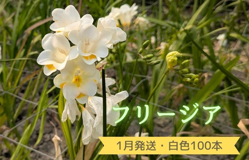 1月発送：優しい香り【フリージア】白色　100本