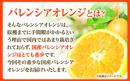【秀品】希少な国産 バレンシアオレンジ 約5kg