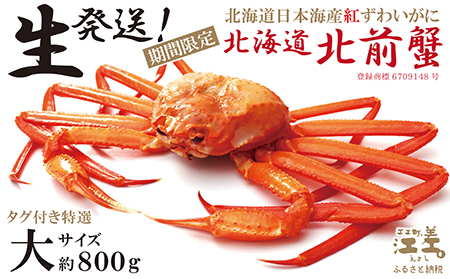 ＼早期予約・2026年3～4月限定出荷／生発送！【大】『北海道北前蟹』タグ付き特選 約800g（冷蔵）　年にひと月だけの期間限定「生」出荷　北海道日本海産紅ずわいがに　カニかご漁師直販　厳格な鮮度管理　新鮮　甘くてジューシー　活カニ　生蟹　かに刺し　焼き蟹　蒸し蟹　かにみそ　かにしゃぶ　かに鍋　国産ベニズワイ