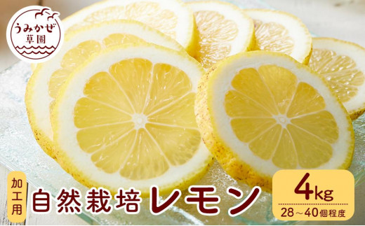 自然栽培　果汁用レモン　4kg(28～40個程度）【柑橘 果物 フルーツ 国産 人気 おすすめ 瀬戸内 広島県  尾道市】