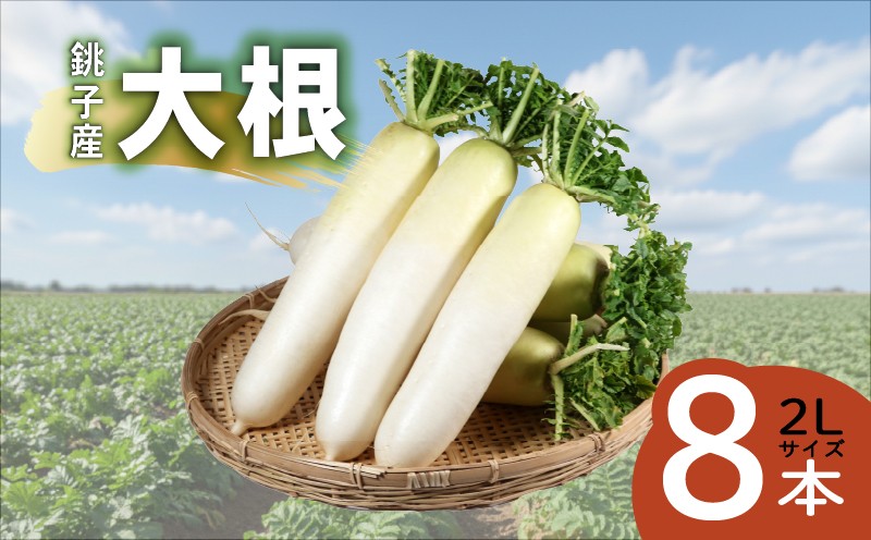 
                  大根 8本 先行予約 だいこん 旬の食材 やさい 野菜 大容量 新鮮 フレッシュ野菜 産地直送 農家直送 大根サラダ サラダ料理 大根おろし 漬物 たくあん漬け 味噌汁 煮込み 料理 大根ステーキ 大根もち ふろふき 豚バラと大根 おでん なべ 鍋 鍋料理 和食 日本料理 スズシロ ギフト商品 グルメギフト 贈呈品 お祝い お歳暮 手土産 プレゼント 送料無料 ふるさと納税 千葉県 銚子市 勘兵衛
                